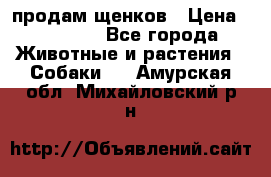 продам щенков › Цена ­ 15 000 - Все города Животные и растения » Собаки   . Амурская обл.,Михайловский р-н